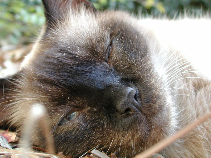 Leo, the wonderful cat.