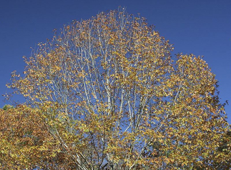 Trees in Autumn