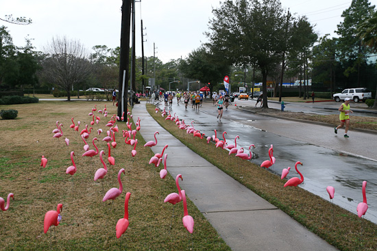 Pink Flamigos!