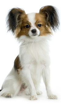 Papillon dog